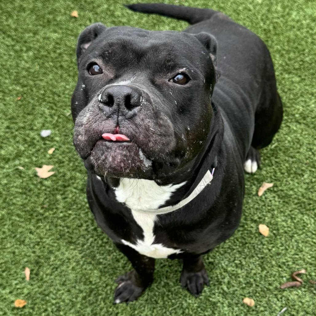 Enlarge Gorda, a Adoptable Terrier in Chattanooga, TN image 5/6