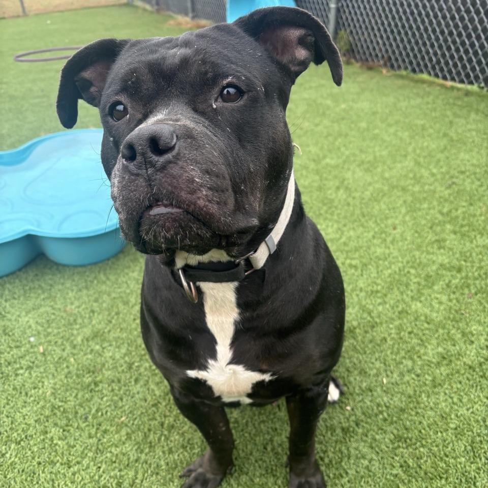 Enlarge Gorda, a Adoptable Terrier in Chattanooga, TN image 6/6