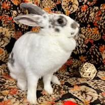 Enlarge Aspen, a Adoptable mixed breed in Waterloo, SC image 3/5