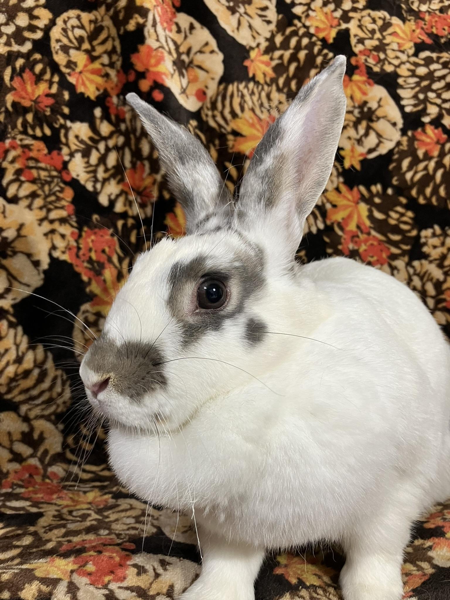 Enlarge Aspen, a Adoptable mixed breed in Waterloo, SC image 4/5