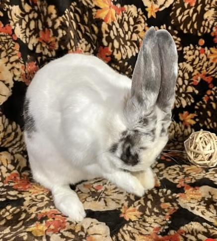 Aspen, Adoptable, Adult Female English Spot.