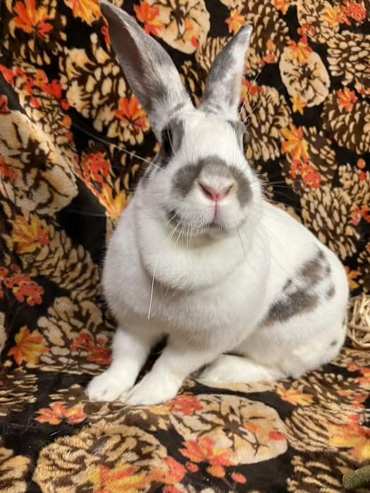 Enlarge Aspen, a Adoptable mixed breed in Waterloo, SC image 2/5