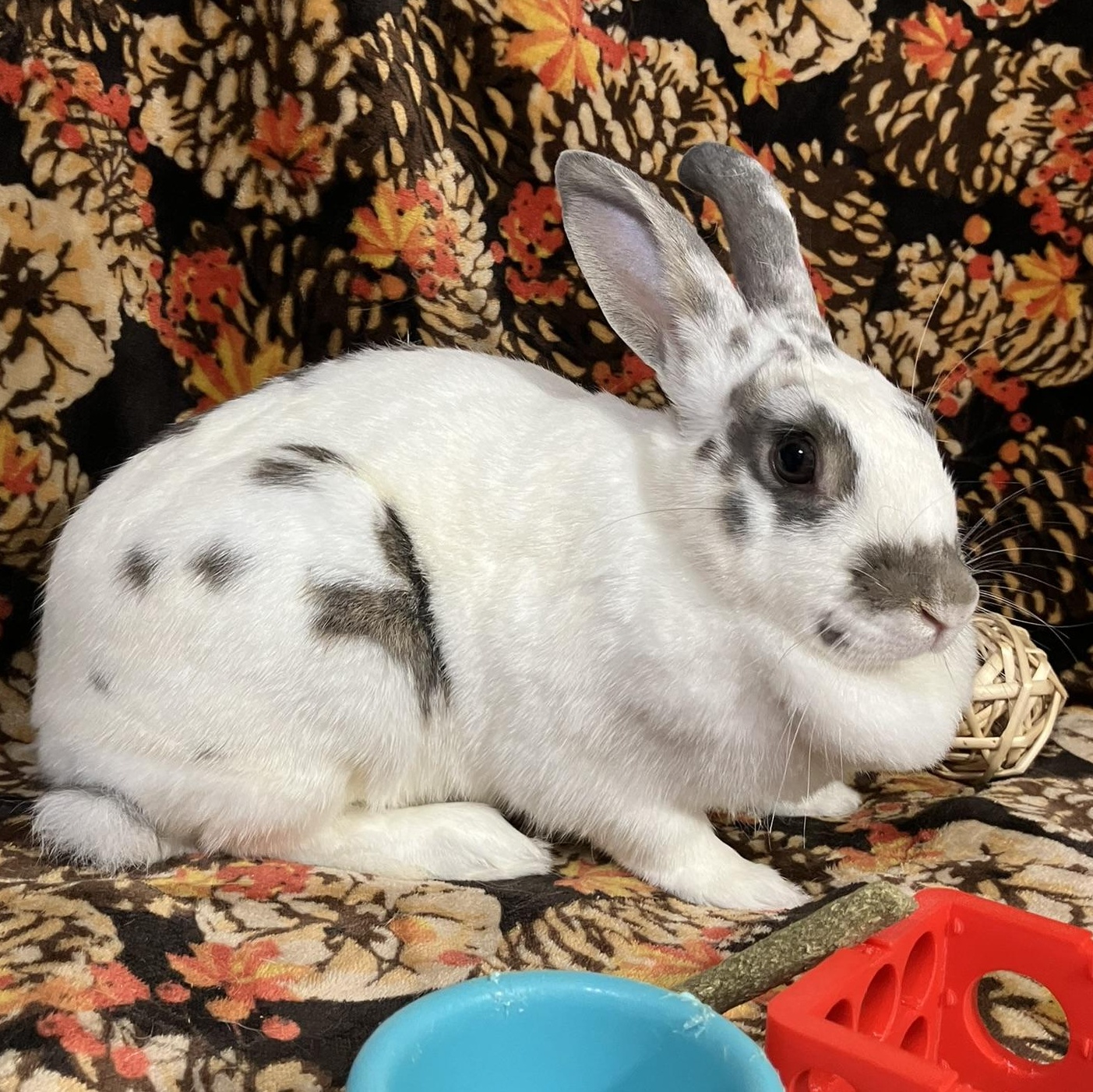 Enlarge Aspen, a Adoptable mixed breed in Waterloo, SC image 5/5