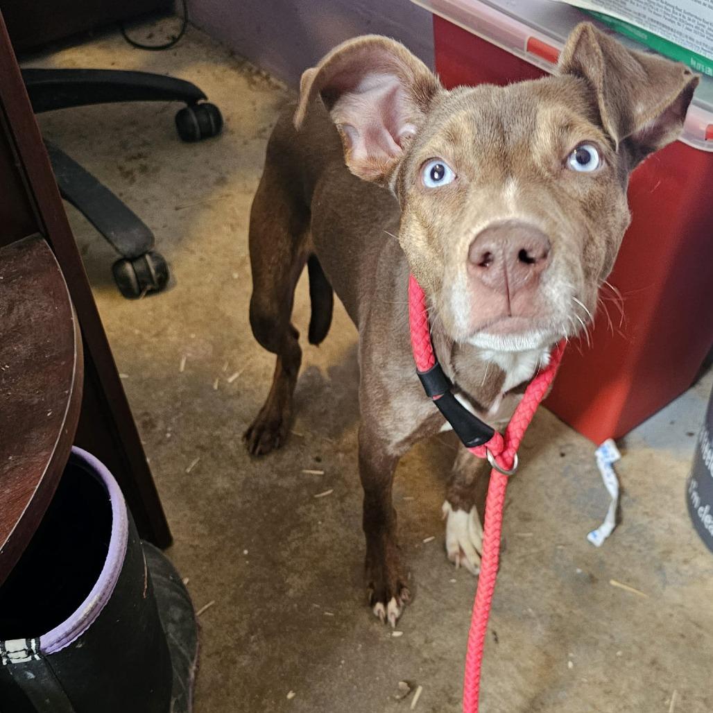 Enlarge Flora, a Adoptable Mixed Breed in Pulaski, TN image 1/1