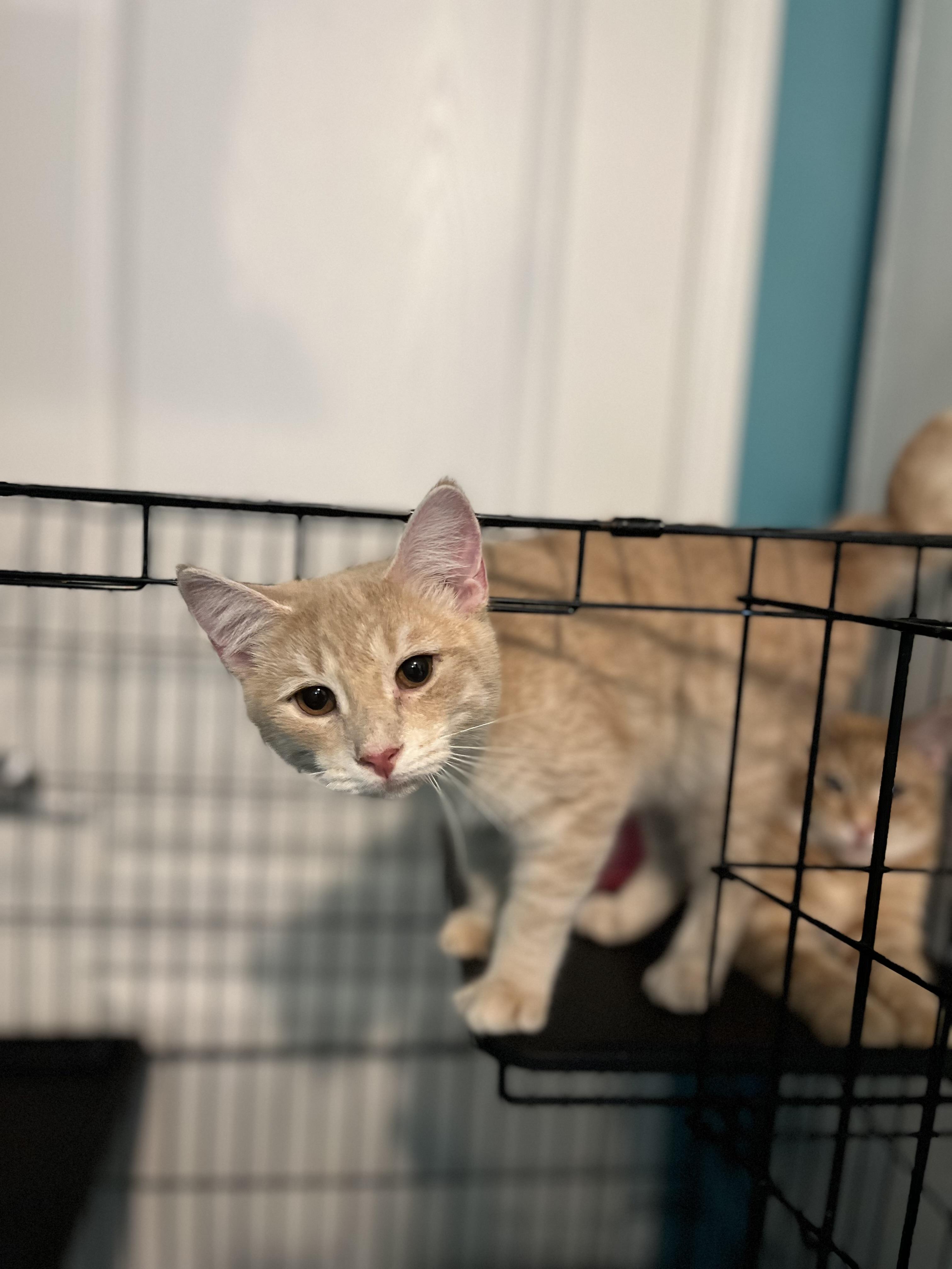 Enlarge Fred, a Adoptable Domestic Short Hair in Stockton Springs, ME image 1/1