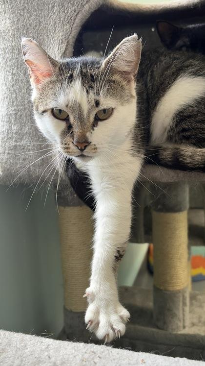 Winston, Adoptable, Adult Male Domestic Short Hair & Domestic Short Hair.