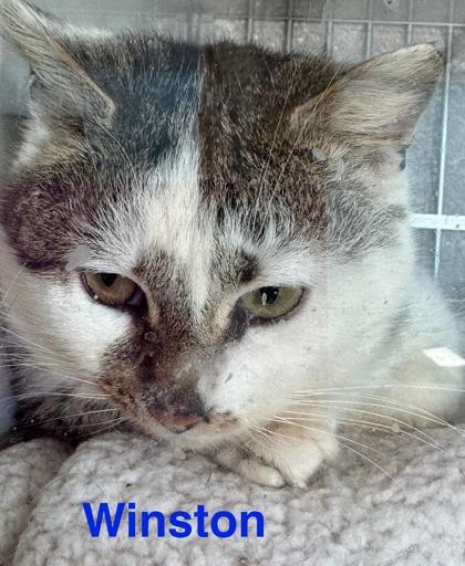 Winston, a Adoptable mixed breed in Erin, ON image 2/2