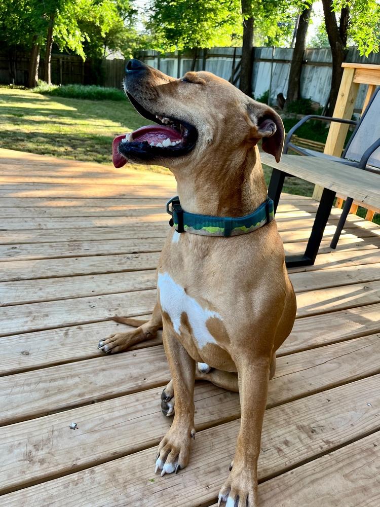 Red, Adoptable, Adult Male Pit Bull Terrier.