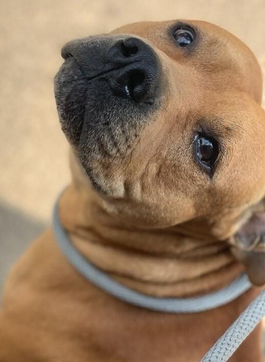 Red, Adoptable, Adult Male Pit Bull Terrier.