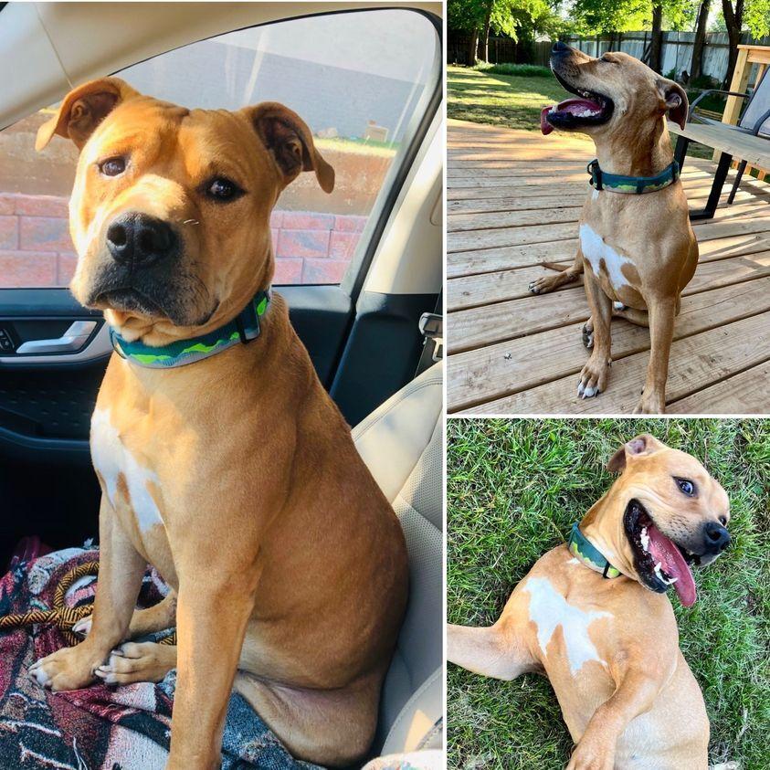 Red, a Adoptable mixed breed image 3/6