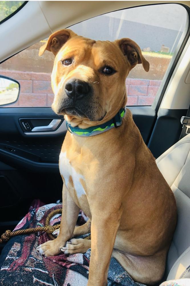 Red, a Adoptable mixed breed image 4/6