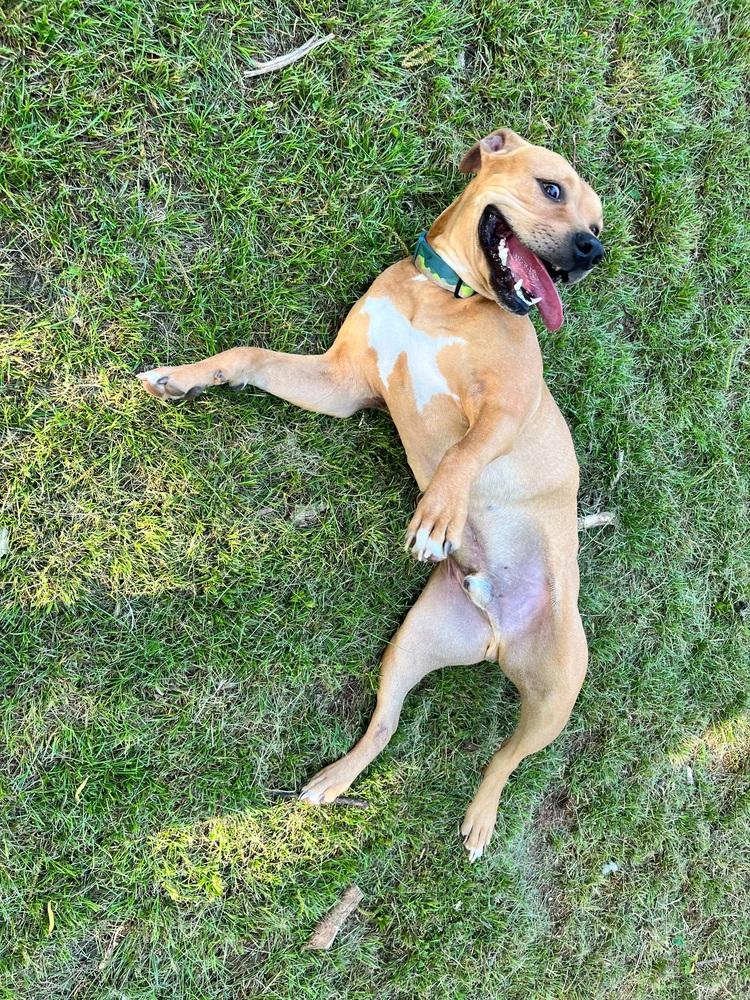 Red, a Adoptable mixed breed image 5/6