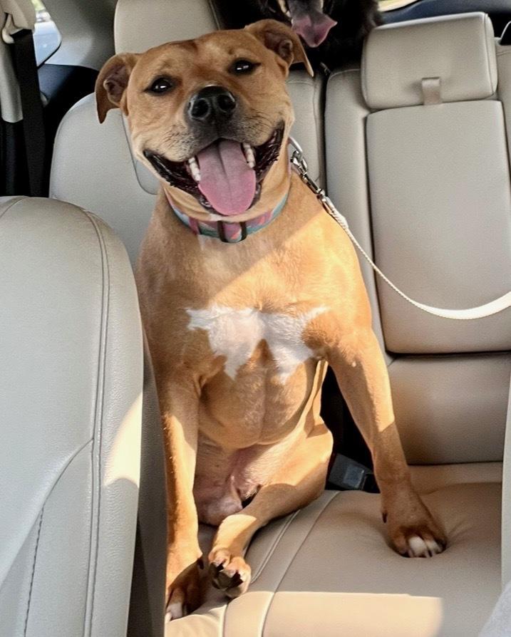 Red, a Adoptable mixed breed image 6/6