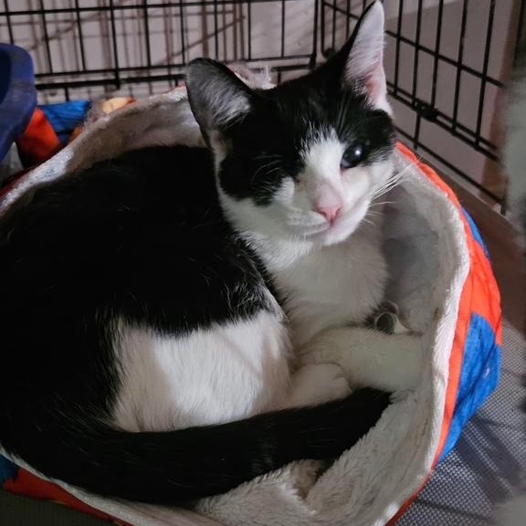 Carter, Adoptable, Kitten Male Domestic Short Hair.