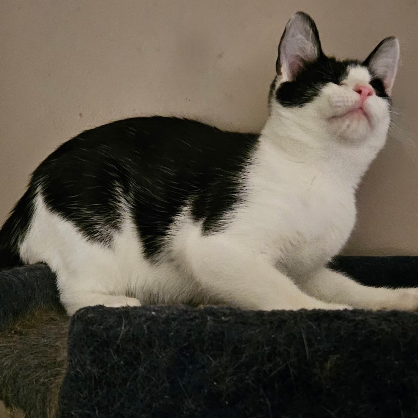 Carter, a Adoptable Domestic Short Hair in Kirklin, IN image 2/4