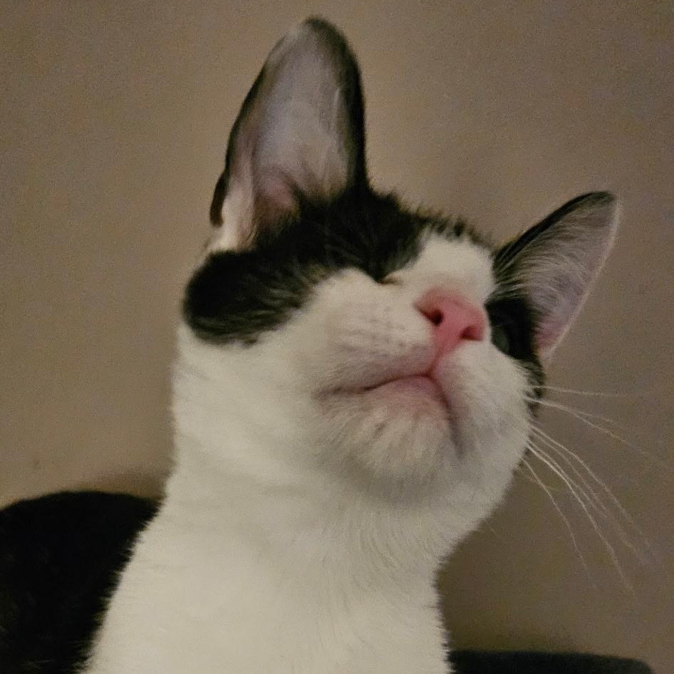 Carter, a Adoptable Domestic Short Hair in Kirklin, IN image 4/4