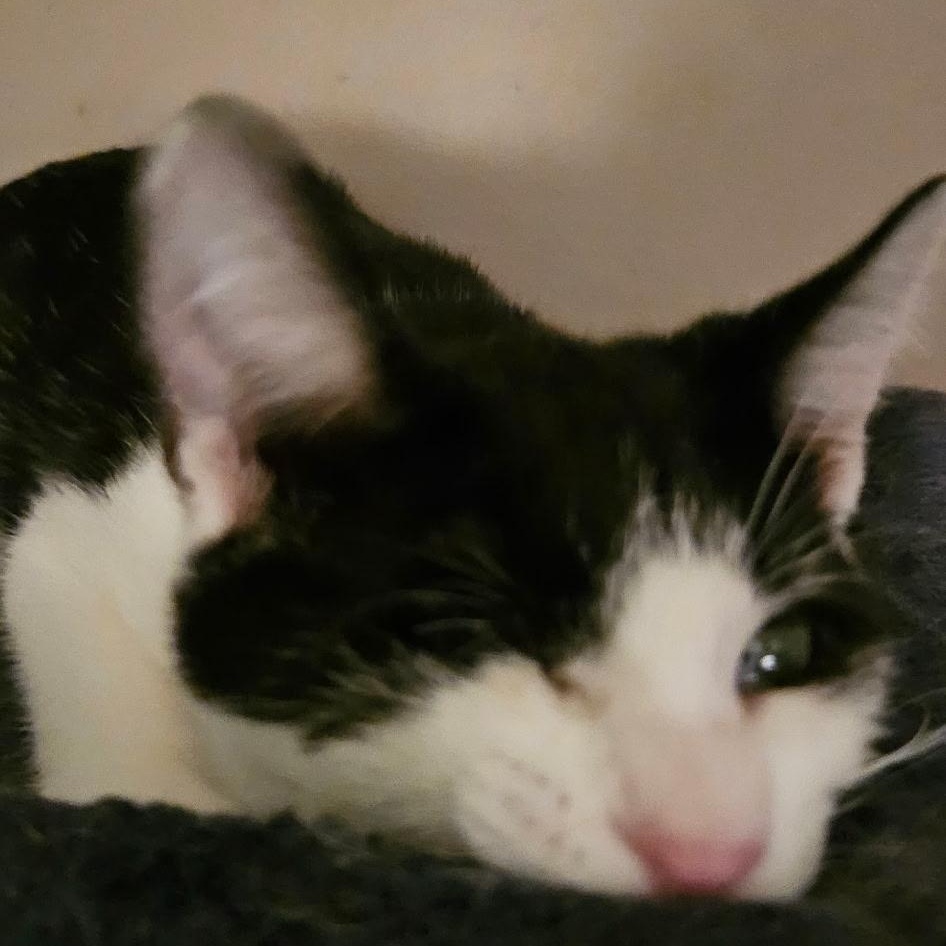 Carter, a Adoptable Domestic Short Hair in Kirklin, IN image 3/4