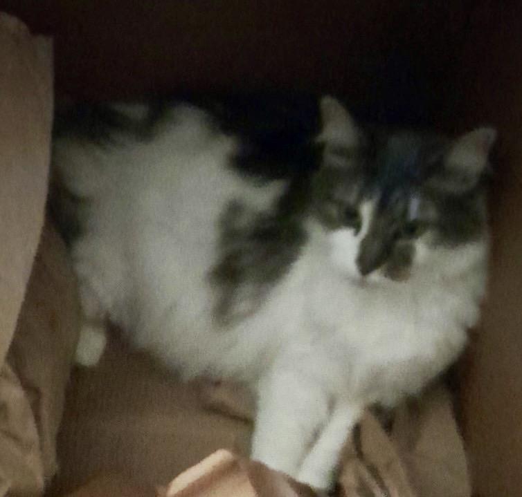 Pepe and/or Finagan, ADOPTABLE, Senior Male Domestic Short Hair.