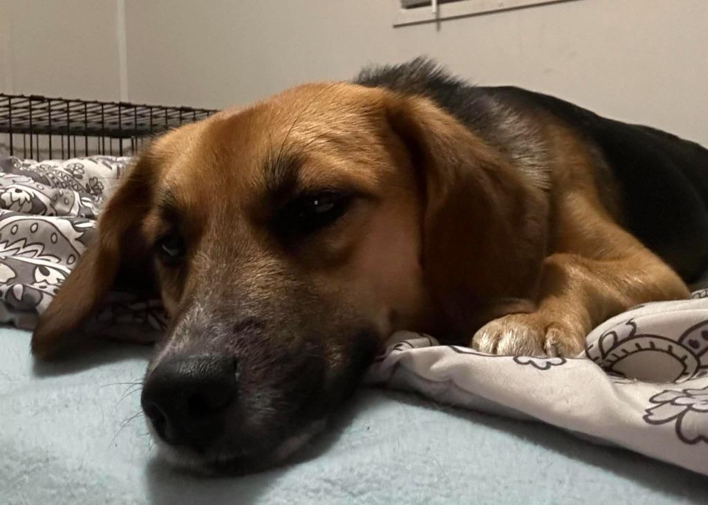 Dua $475, Adoptable, Young Female Beagle & Mixed Breed.
