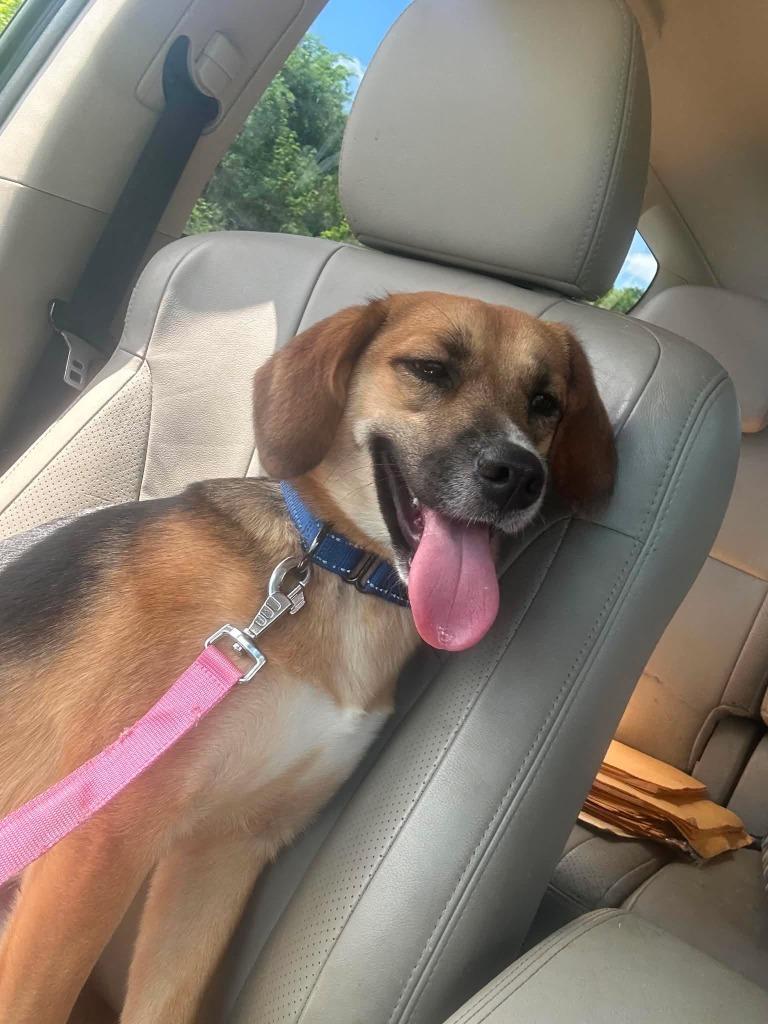 Dua $475, a Adoptable mixed breed in Milwaukee, WI image 2/5