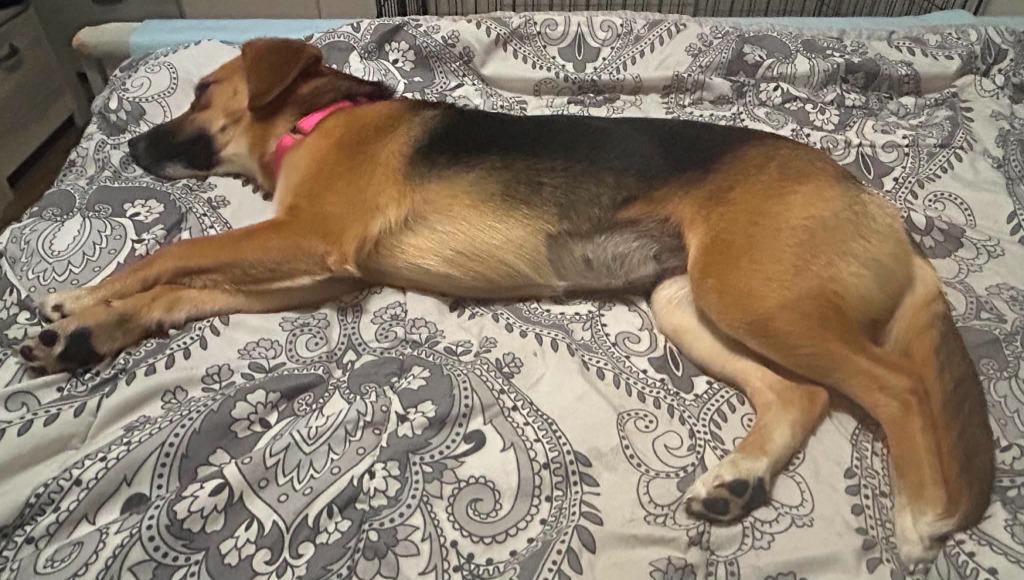 Dua $475, a Adoptable mixed breed in Milwaukee, WI image 3/5