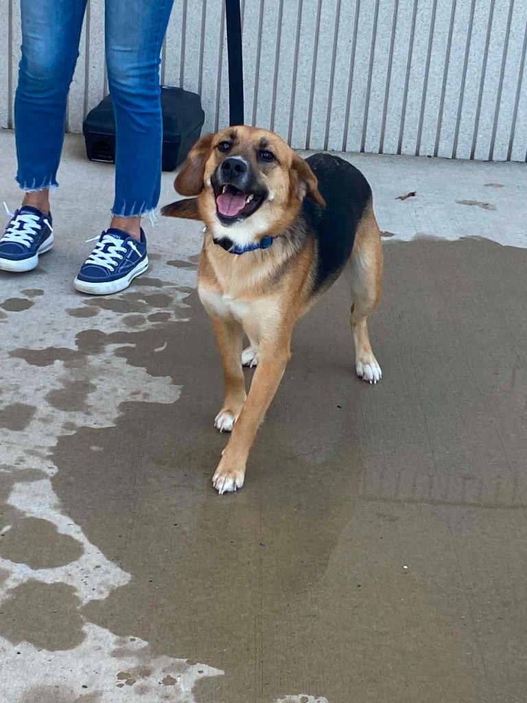 Dua $475, a Adoptable mixed breed in Milwaukee, WI image 4/5