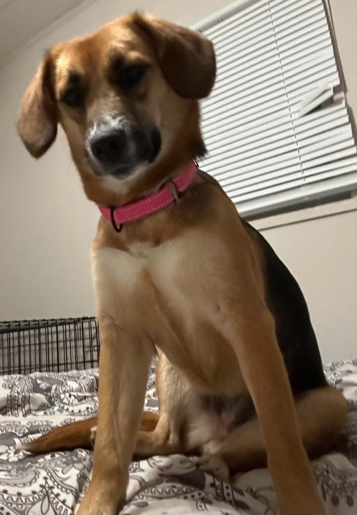 Dua $475, a Adoptable mixed breed in Milwaukee, WI image 5/5