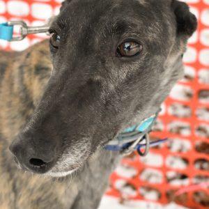 Raise The Wind thumbnail 2