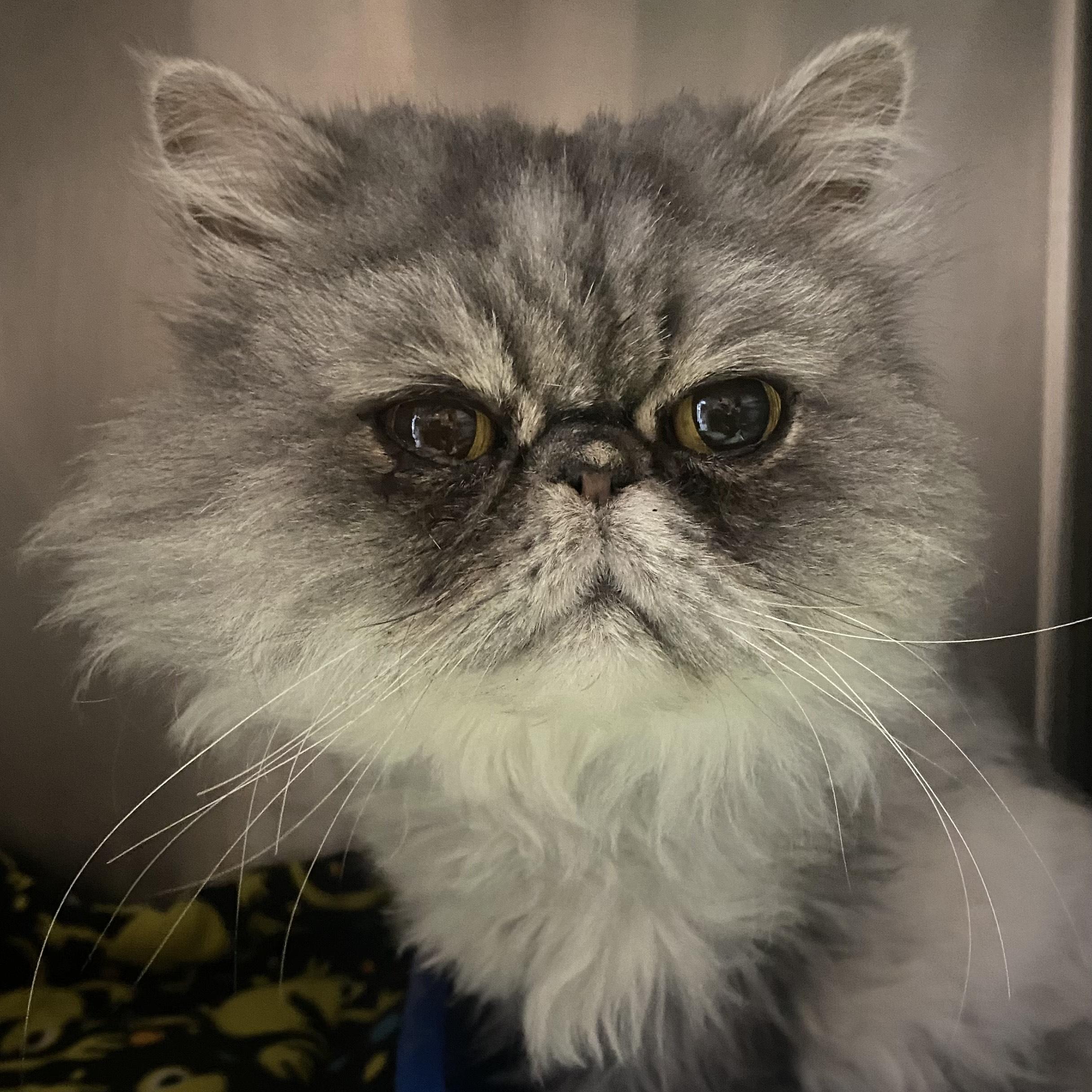 Sushi, a Adoptable Persian in Belleville, MI image 1/2