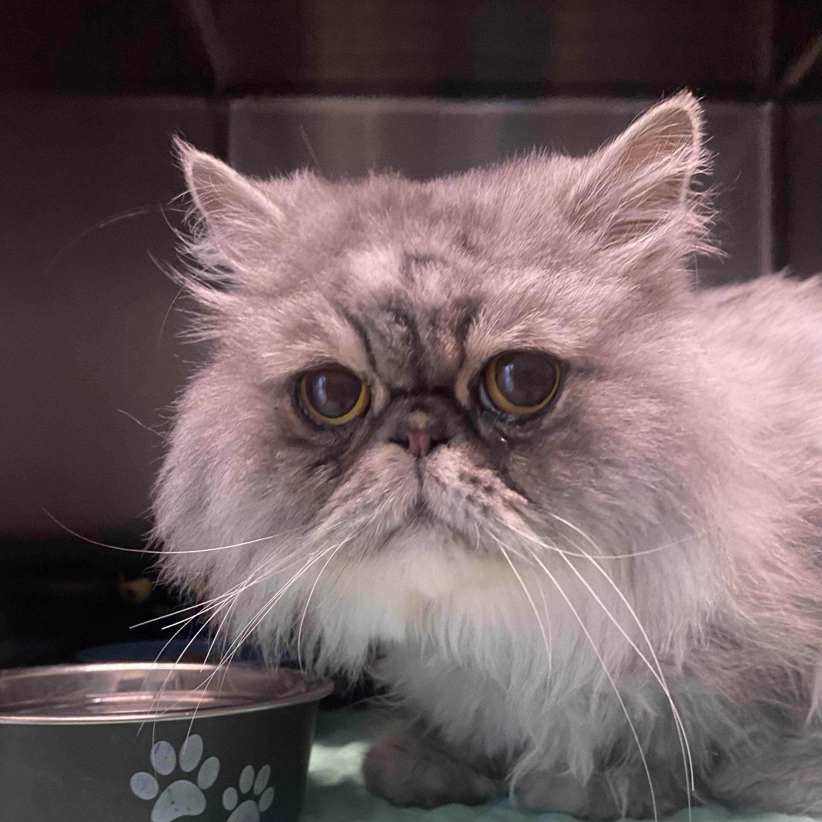Sushi, a Adoptable Persian in Belleville, MI image 2/2