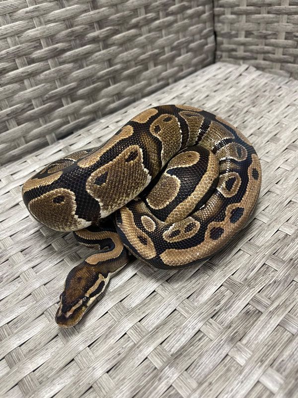 CB, Adult Female unknown