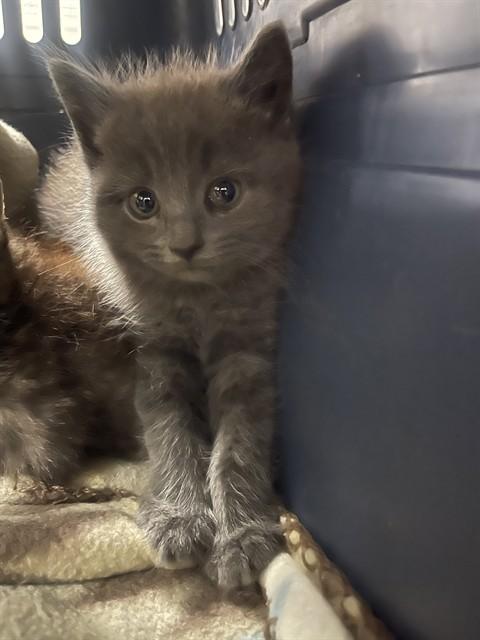 RUE, Adoptable, Kitten Female Domestic Short Hair.