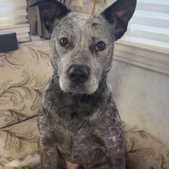 Enlarge Remi, a Adoptable Australian Cattle Dog / Blue Heeler in Ferndale, WA image 1/1