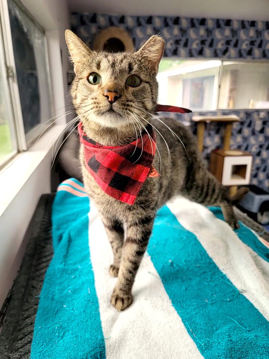 Bear (chatty & sassy), a Adoptable Domestic Short Hair in Houston, TX image 2/6