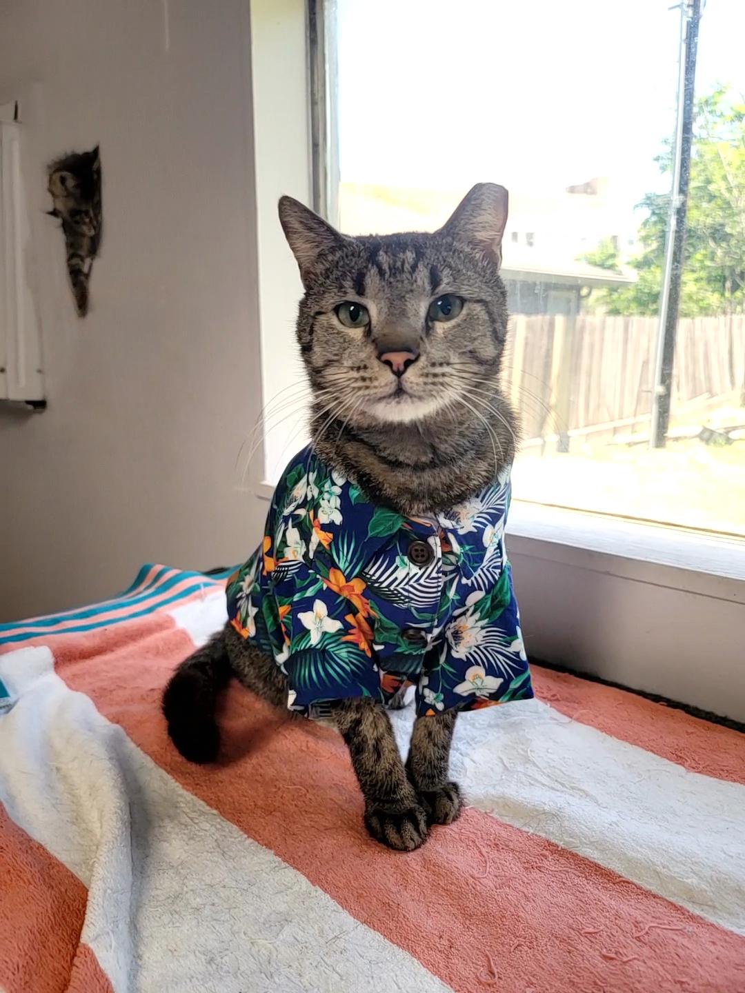 Bear (chatty & sassy), a Adoptable Domestic Short Hair in Houston, TX image 4/6