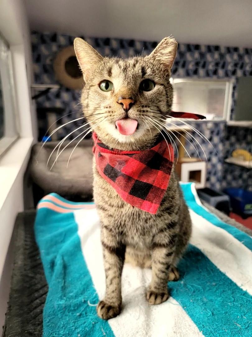 Bear (chatty & sassy), a Adoptable Domestic Short Hair in Houston, TX image 3/6