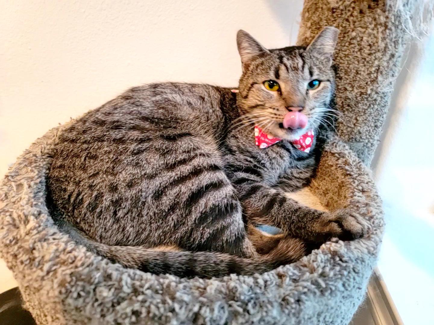 Bear (chatty & sassy), a Adoptable Domestic Short Hair in Houston, TX image 5/6