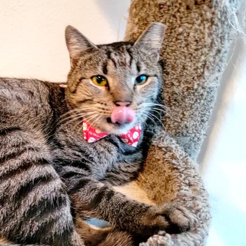 Bear (chatty & sassy), a Adoptable Domestic Short Hair in Houston, TX image 1/6