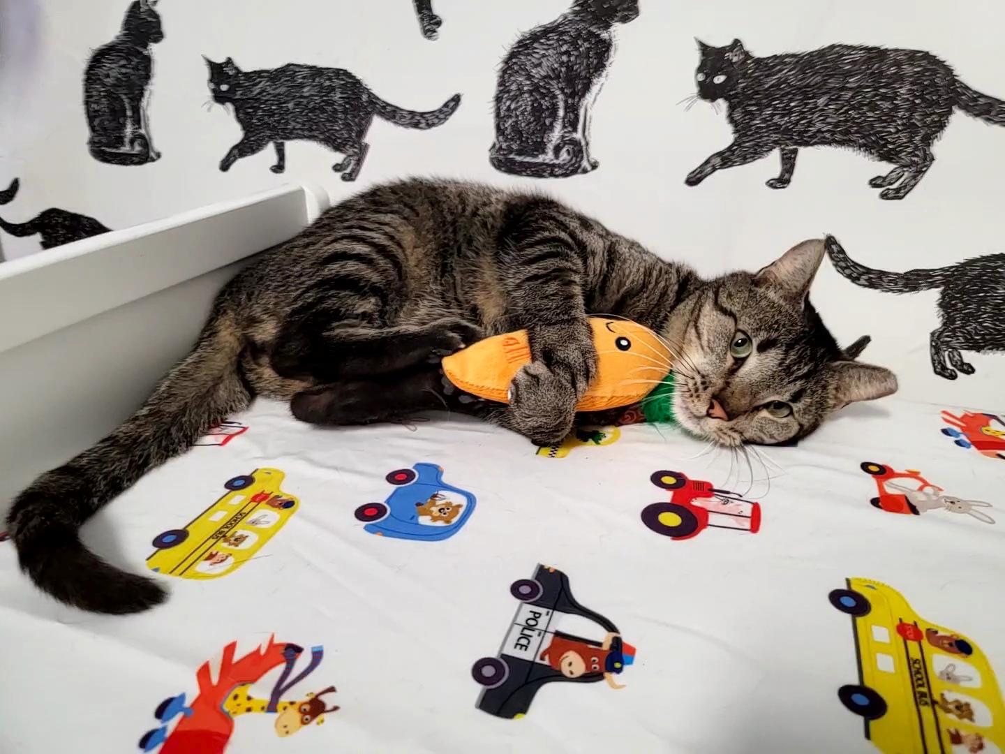 Bear (chatty & sassy), a Adoptable Domestic Short Hair in Houston, TX image 6/6