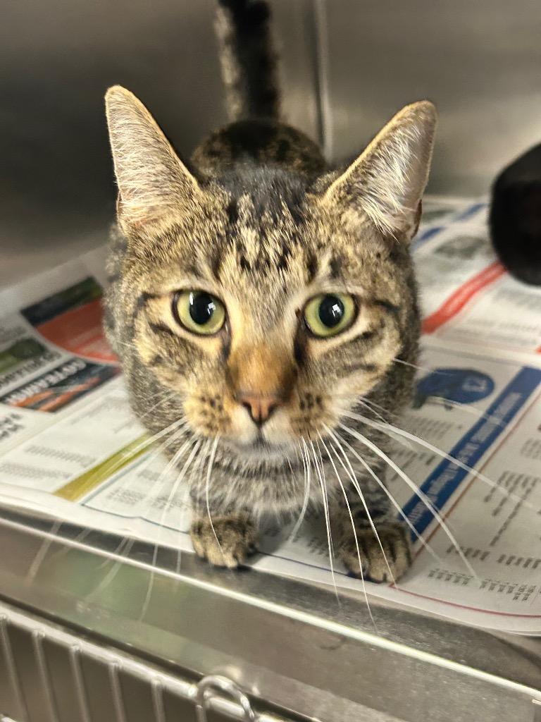 Colin, Adoptable, Young Male Domestic Short Hair.