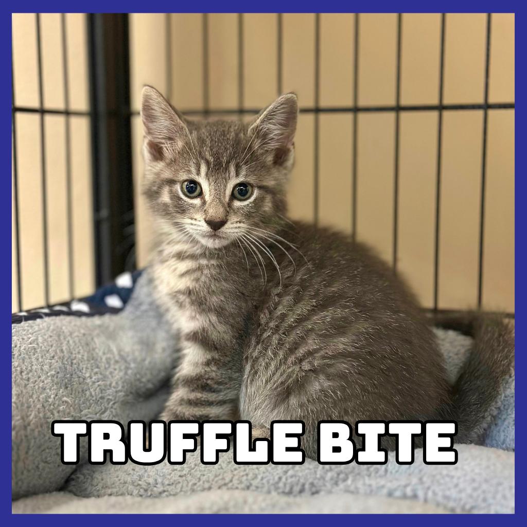 Truffle-Bite, Adoptable, Kitten Male Domestic Short Hair.