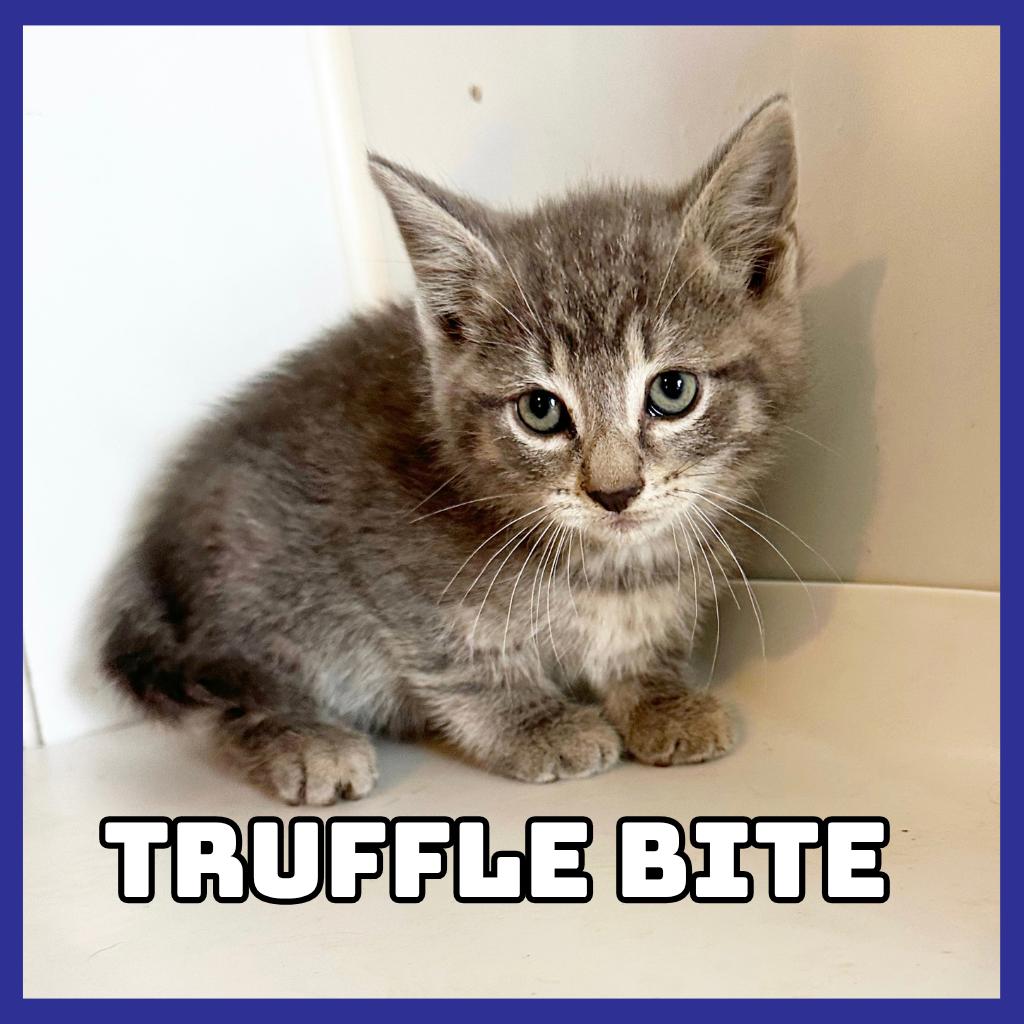 Enlarge Truffle-Bite, a Adoptable Domestic Short Hair in Glenwood, MN image 2/2