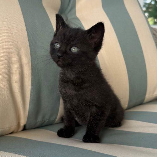 Muffin 5779 C, Adoptable, Kitten Female Domestic Short Hair.