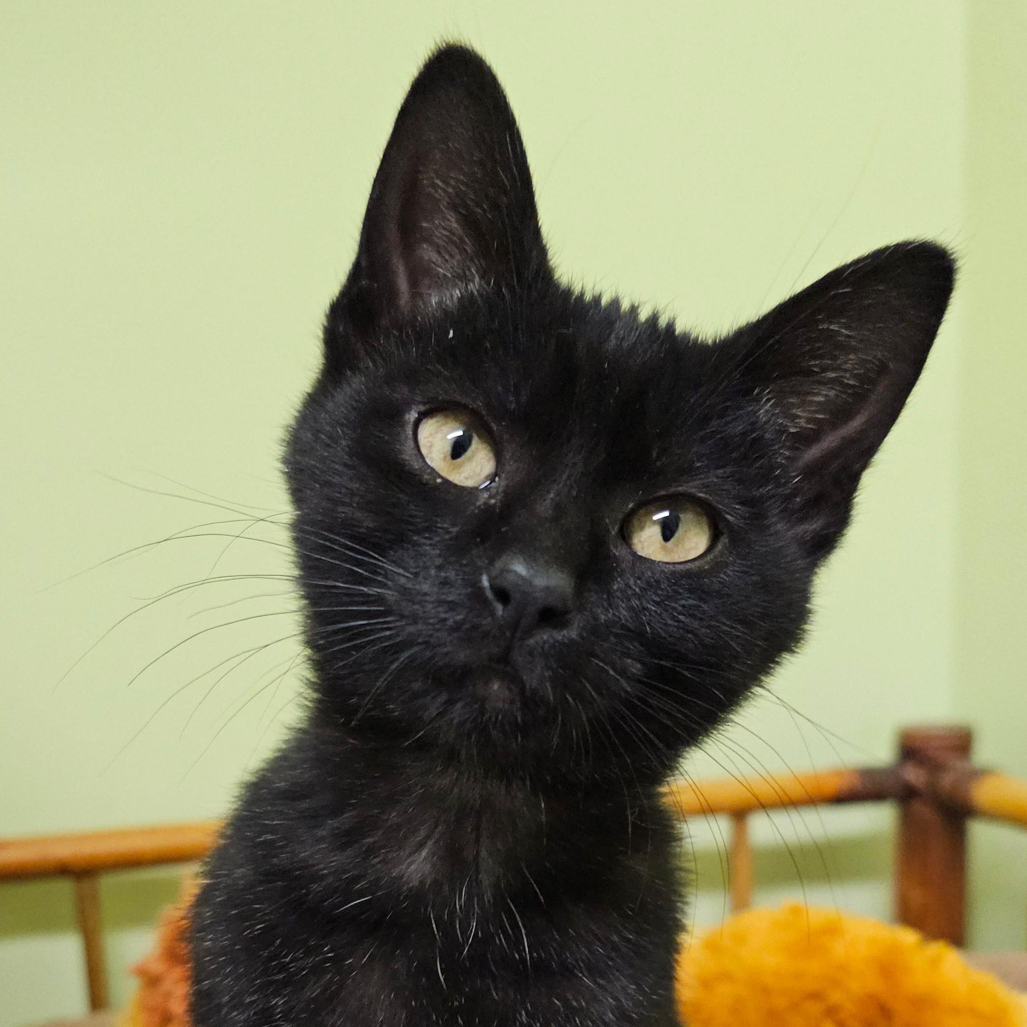 Muffin 5779 C, a Adoptable Domestic Short Hair in Frankfort, KY image 2/5