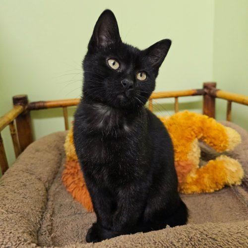 Muffin 5779 C, a Adoptable Domestic Short Hair in Frankfort, KY image 4/5
