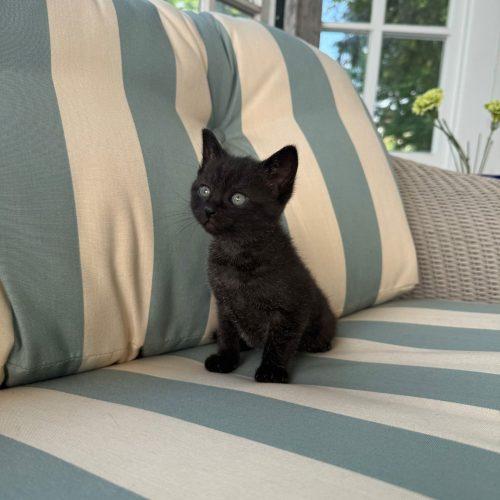 Muffin 5779 C, a Adoptable Domestic Short Hair in Frankfort, KY image 5/5