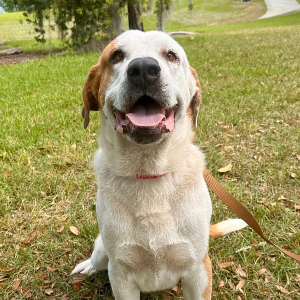 Branson, Adoptable, Adult Male Mixed Breed & None.