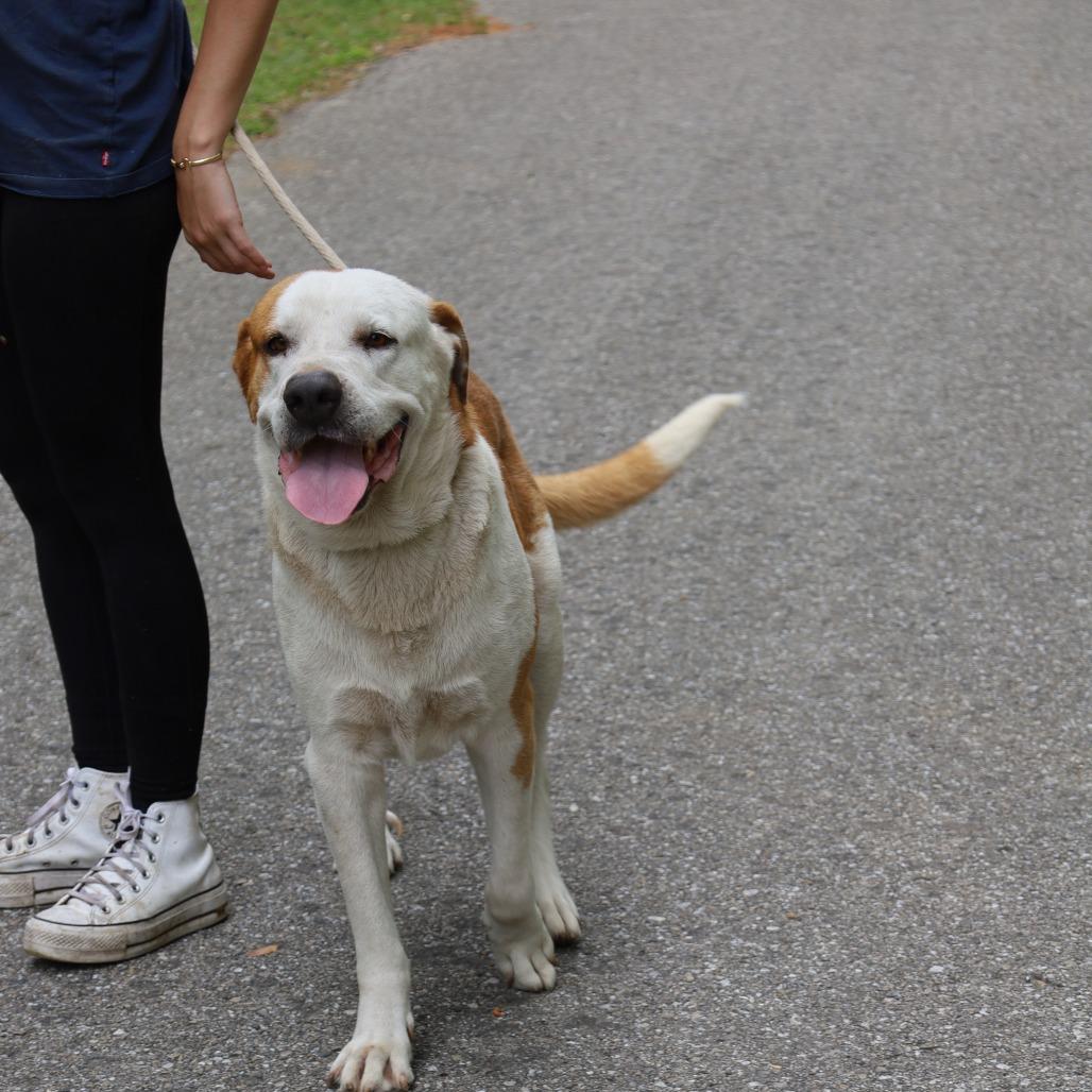 Enlarge Branson, a Adoptable Mixed Breed in QUINCY, FL image 2/2