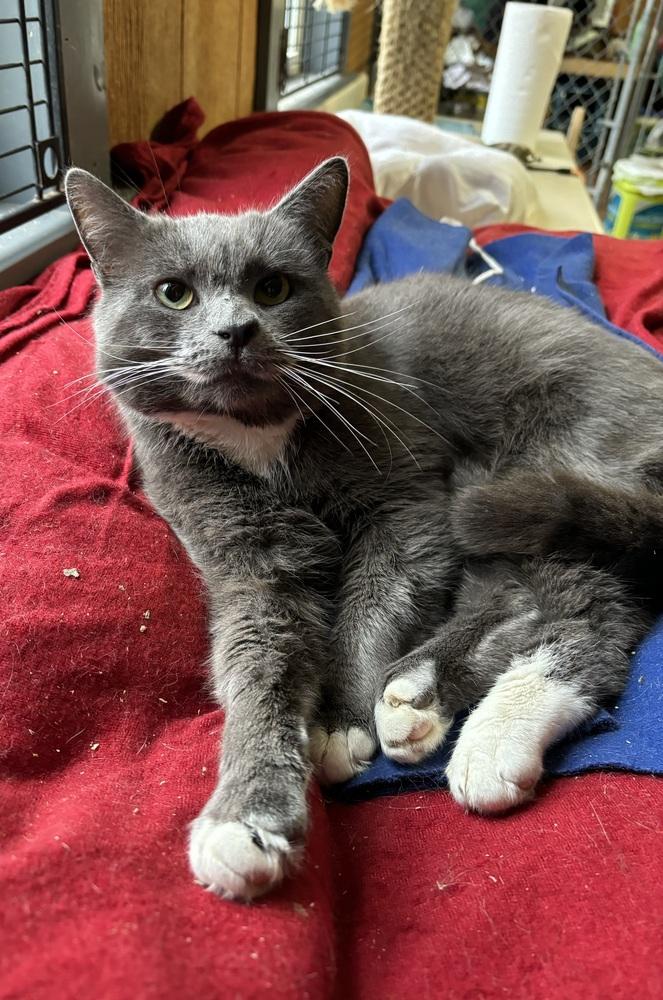 Enlarge GRAYSON, a Adopted mixed breed in New Woodstock, NY image 1/4