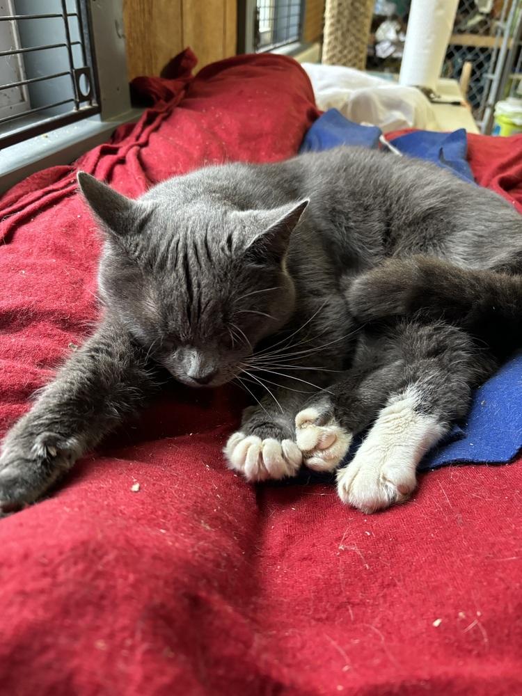 Enlarge GRAYSON, a Adopted mixed breed in New Woodstock, NY image 3/4